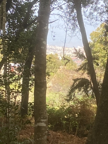 18 - toller Blick ins Tal von La orotava und Puerto de La Cruz