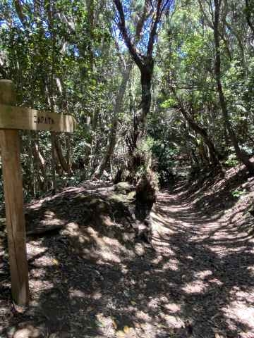 Ein schöner Blick in den Wald und was uns nach an Natur erwartet
