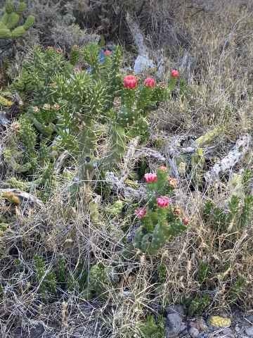 Der Wegesrand