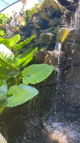Palmetum Santa Cruz_11