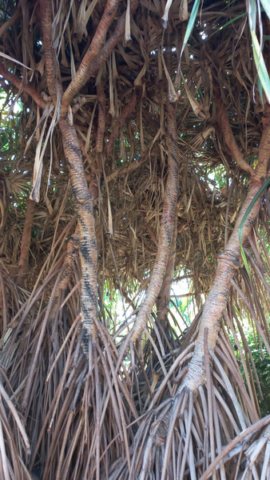Palmetum Tenerife