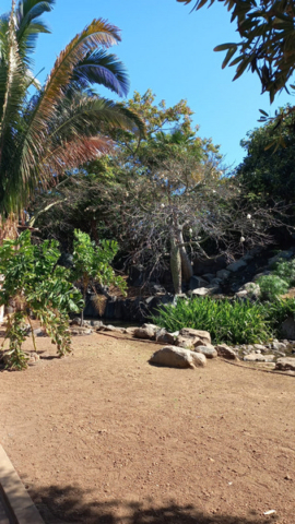 Palmetum Tenerife_10
