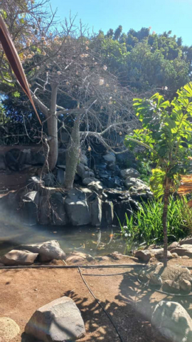 Palmetum Tenerife_11