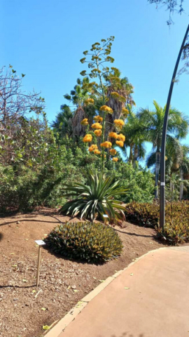 Palmetum Tenerife_13