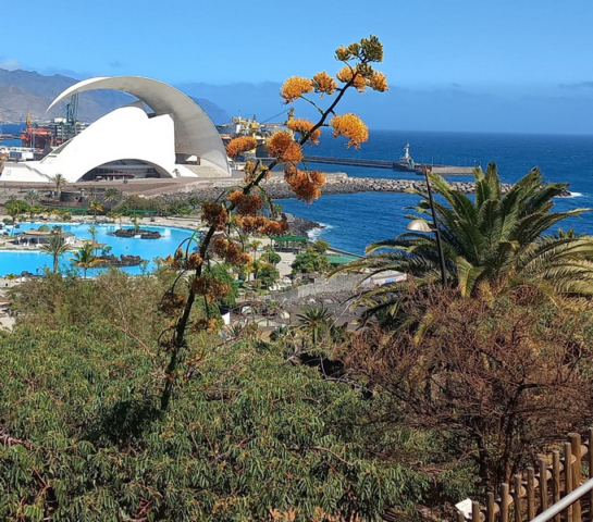 Palmetum Tenerife_14
