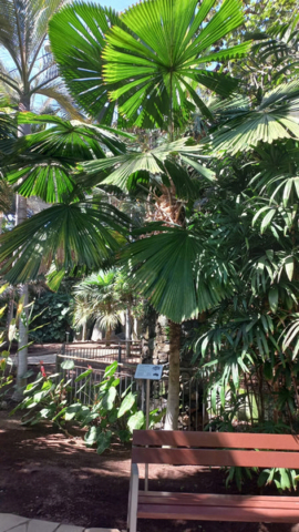 Palmetum Tenerife_16