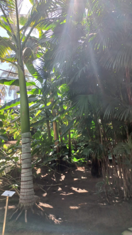 Palmetum Tenerife_17