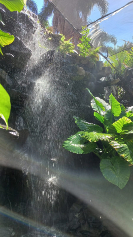 Palmetum Tenerife_18