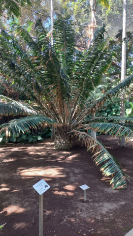 Palmetum Tenerife_19
