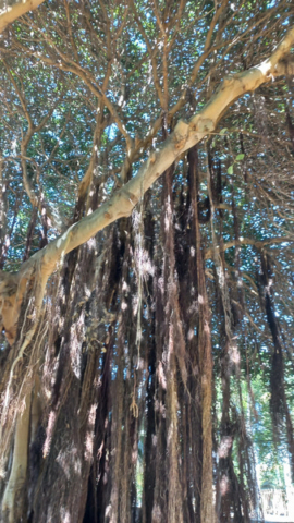 Palmetum Tenerife_20