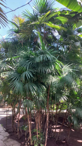 Palmetum Tenerife_22