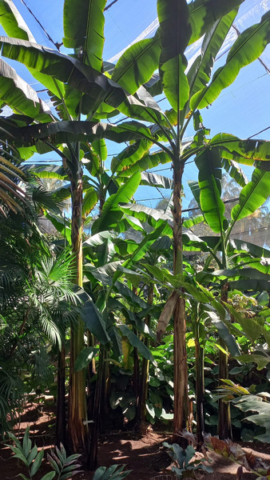 Palmetum Tenerife_23