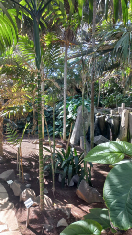 Palmetum Tenerife_24