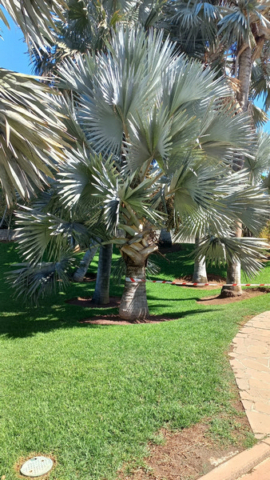 Palmetum Tenerife_26