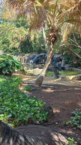 Palmetum Tenerife_27