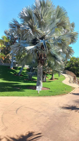 Palmetum Tenerife_28
