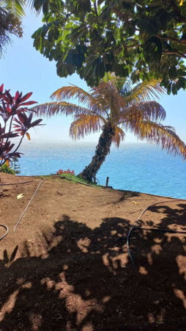 Palmetum Tenerife_29