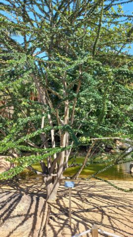 Palmetum Tenerife_30