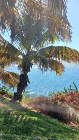Palmetum Tenerife_33