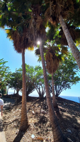 Palmetum Tenerife_35