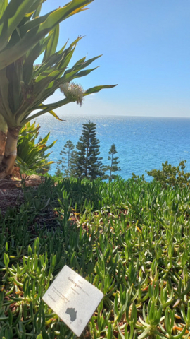 Palmetum Tenerife_36
