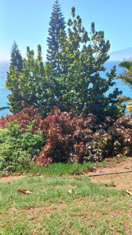 Palmetum Tenerife_37