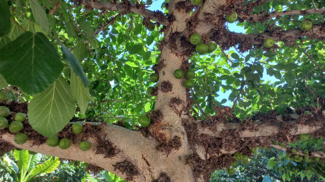 Palmetum Tenerife_4