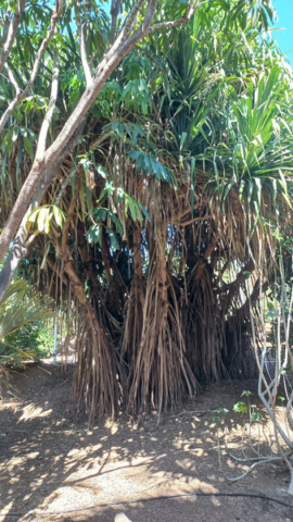 Palmetum Tenerife_40