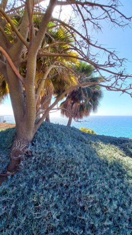 Palmetum Tenerife_41