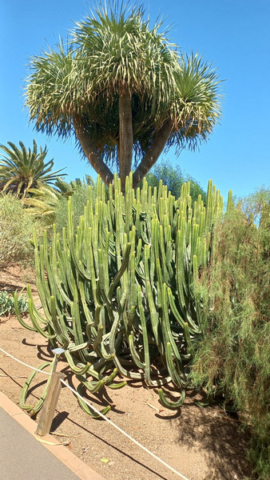 Palmetum Tenerife_42