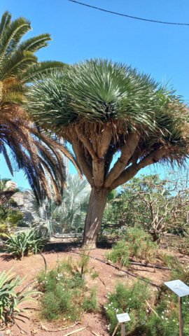 Palmetum Tenerife_43