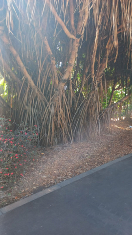 Palmetum Tenerife_6