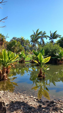 Palmetum Tenerife_7