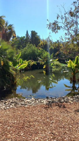 Palmetum Tenerife_8