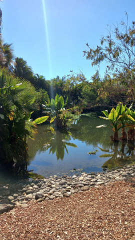 Palmetum Tenerife_9
