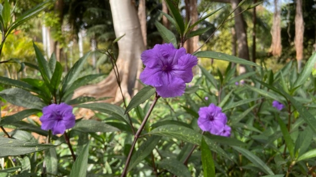Parque García Sanabria_11