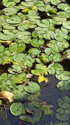 Parque García Sanabria_19