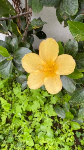 JardinBotanico_JN