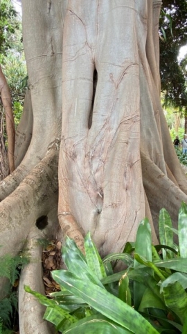 JardinBotanico_JN_15