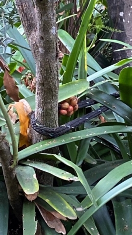 JardinBotanico_JN_17