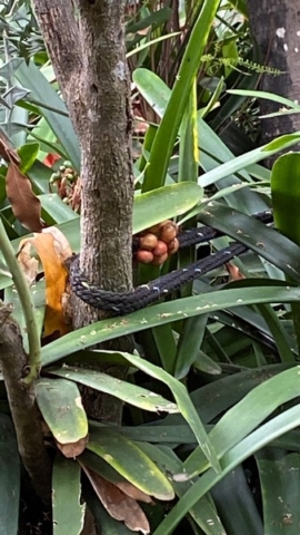 JardinBotanico_JN_18