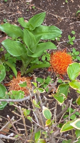 JardinBotanico_JN_19