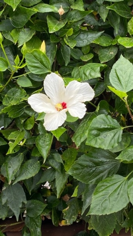 JardinBotanico_JN_2