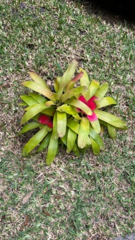 JardinBotanico_JN_20
