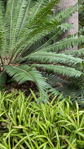 JardinBotanico_JN_25