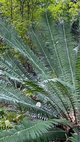 JardinBotanico_JN_26