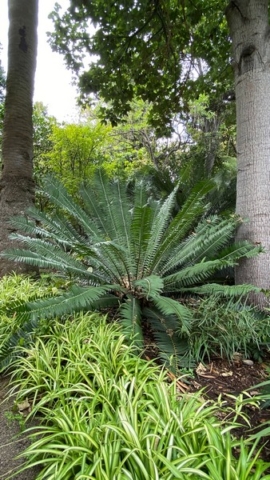 JardinBotanico_JN_27