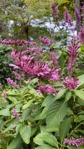 JardinBotanico_JN_28