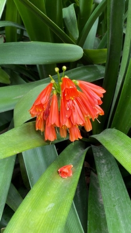 JardinBotanico_JN_30