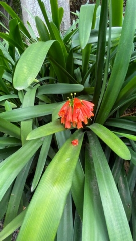 JardinBotanico_JN_31